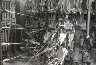 Limpeza do eviscerador de aves Limpeza do eviscerador de aves